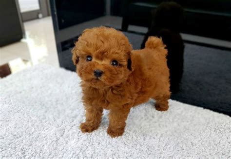 Micro Toy Poodle Puppies For Sale Los Angeles