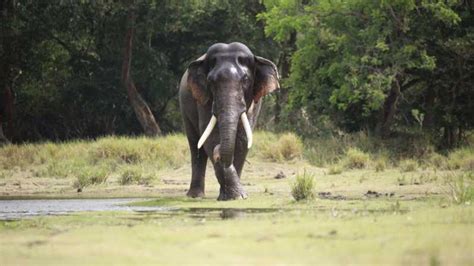 Kaudulla National Park Elefanten Sammel Safari Getyourguide