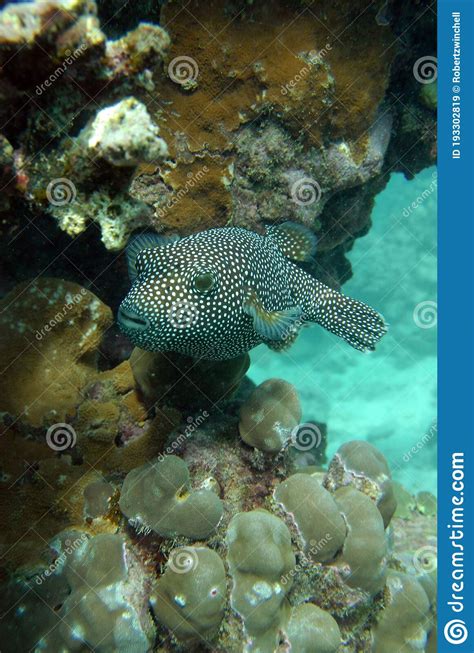 Spotted Puffer Fish Swimming Through Coral Stock Image Image Of