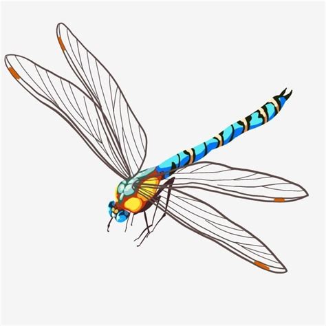 Flying Dragonflies Clipart Transparent Png Hd Blue Flying Dragonfly