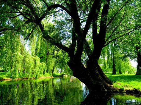 Free Image on Pixabay - Willow, Green, Nature, Tree, Poland | Herbs for ...