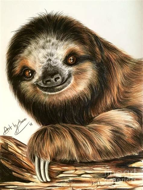 Sloth Drawing By Art By Three Sarah Rebekah Rachel White