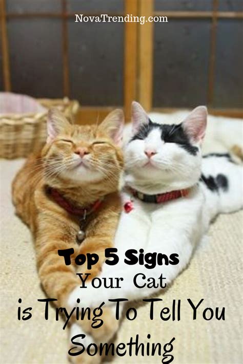 5 top signs that your cat is trying to tell you something cats kitten care cat behavior