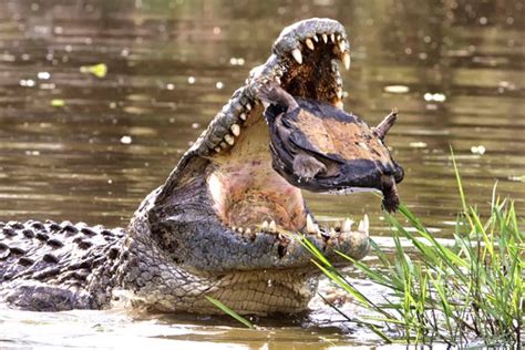 G1 Crocodilo enorme desiste de devorar tartaruga ao não conseguir