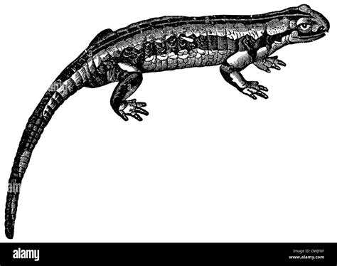 Dibujo De Salamandra Fotograf As E Im Genes De Alta Resoluci N Alamy