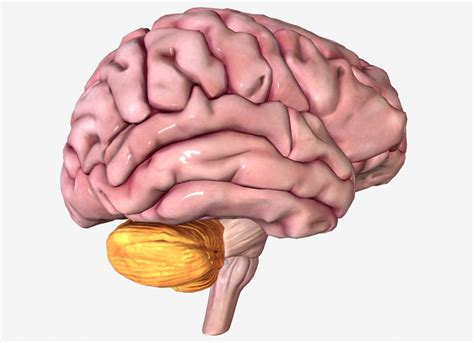 Cerebellum Anatomy Function And Disorders