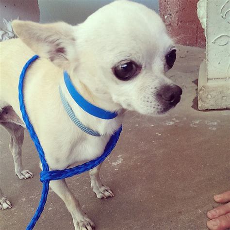 Footwear company and national pet brand announce their plan to help save animal lives and improve pet health through pet adoptions and animal welfare programs. Looking at dogs today at the #Albuquerque animal shelter ...