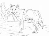 Coyote Coloring Printable Drawing Howling Animal Bestcoloringpagesforkids Sheets Getdrawings Adult sketch template