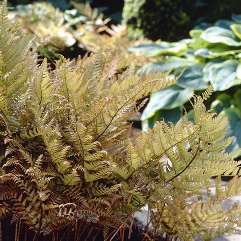 Dryopteris Erythrosora Shade Plants Perennials Qfb Gardening