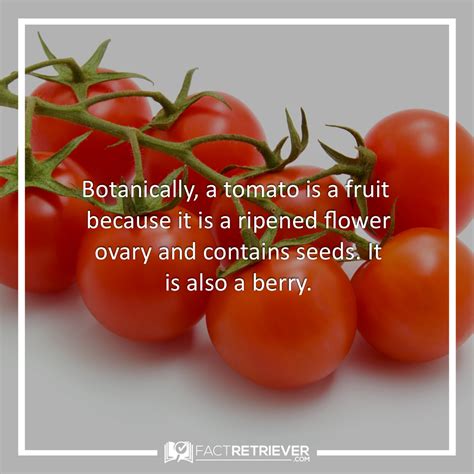 27 Interesting Tomato Nutrition Facts Factretriever Tomato