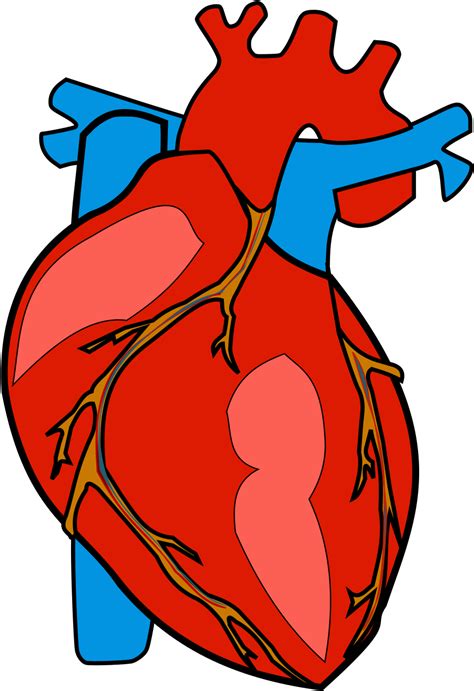 Human Heart Png Background