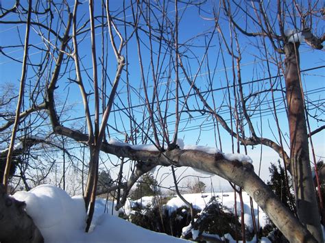 Maybe you would like to learn more about one of these? Fruit Tree Pruning at Its Best: Water Sprouts