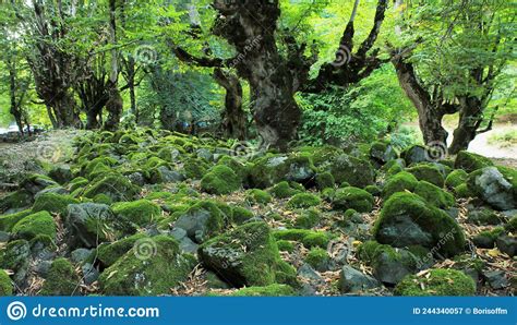 Moss Covered Stones In The Forest Stock Image Image Of Wild Grass