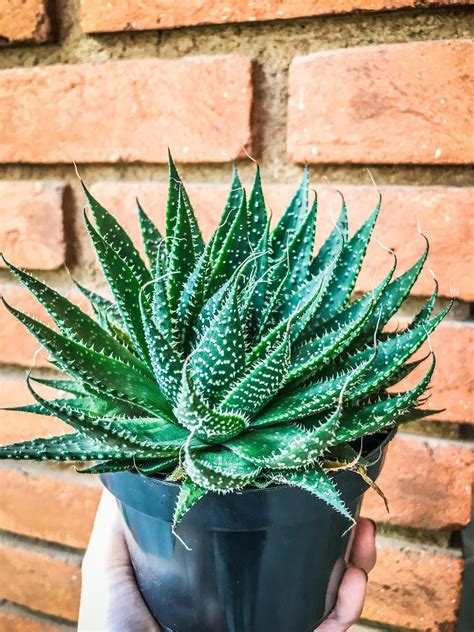 Aloe Aristata Suculenta Perfeita Para Quem é Novo Na Jardinagem