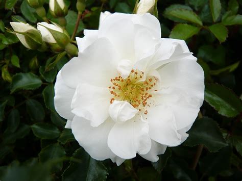 Standard Rose Flower Carpet White Buy Online Ashwood Nurseries