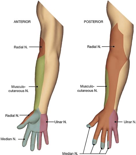 References In Distal Peripheral Nerve Blocks In The Forearm As An Alternative To Proximal