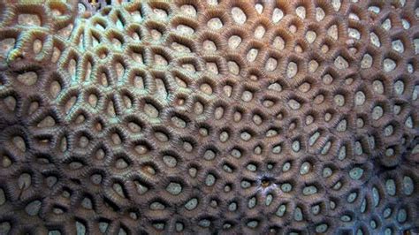 Trypophobia Is It Real And More