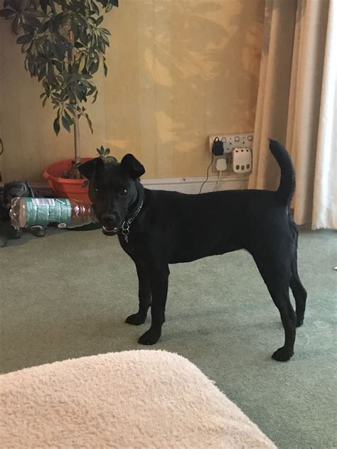 Luna ️ | Dogs, Animals