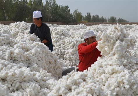 Better Cotton Initiative Pulls Out Of Xinjiang Materials And Production