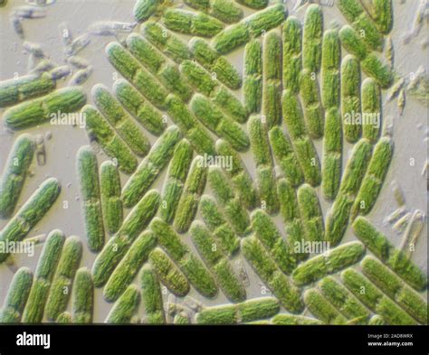 Green Algae Under The Microscope 100x Stock Photo Alamy