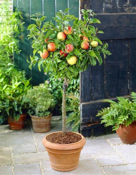 Patio Fruit Tree Compact Apple Braeburn Tree Garden Plants
