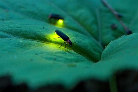 10 Fascinating Facts About Fireflies And Lightning Bugs