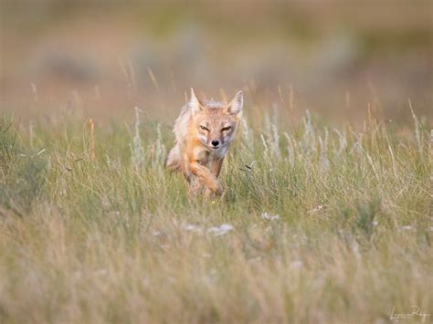 Swift Foxes Making A Comeback In Canada Mnn Mother