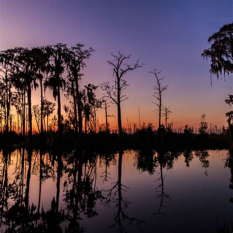 Swamp Sunset