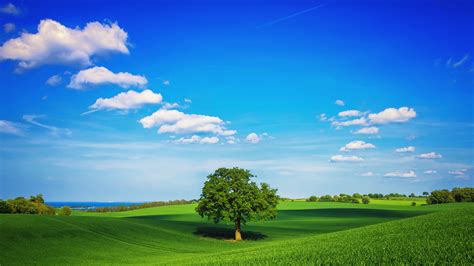 Tree Field Plain Hd Hd Nature 4k Wallpapers Images Backgrounds