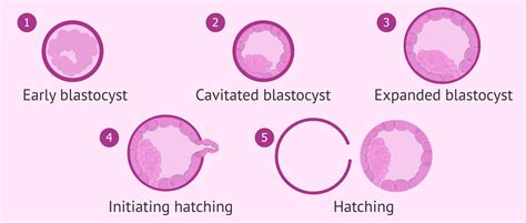 Structure Of Blastocyst