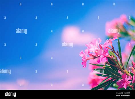 Bright Pink Oleander Flowers With Blue Sky And Pink Clouds Background