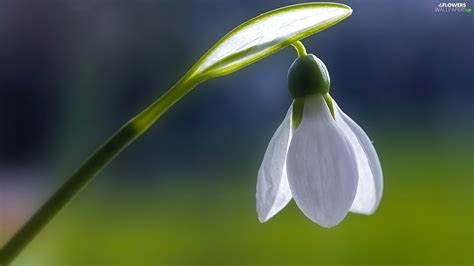 Removing the affected bulbs and plant parts is one of. Snowdrop - Flowers wallpapers: 1920x1080