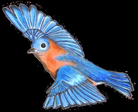 Bluebird Drawing By Hayley Nunn Artmajeur