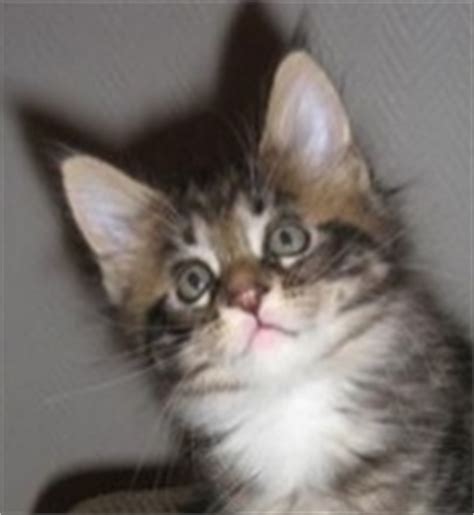 We raise purebred and health kittens, vaccinated, potty trained and come with all papers. Maine Coon Kittens For Sale
