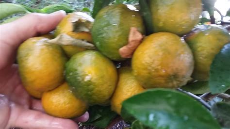 Kinnow Mandarin Super Productive Citrus Tree For The Desert Youtube