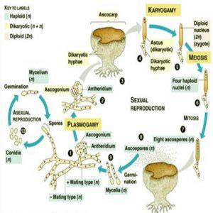 Pengertian Ascomycota Ciri Ciri Habitat Cara Reproduksi Serta Contoh Jamur Ascomycotina