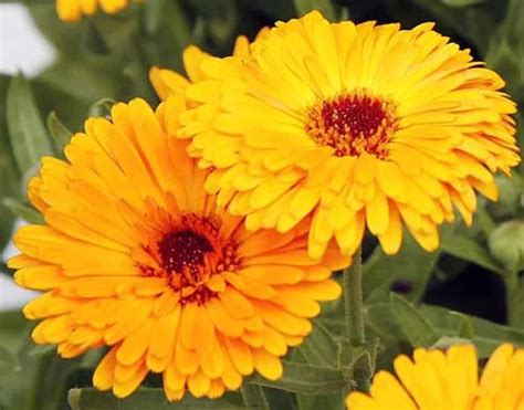Orange Flower Identification 23 Beautiful Varieties To Discover