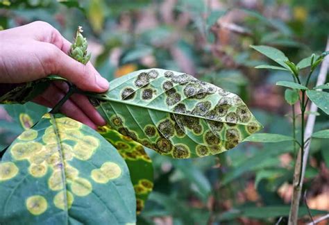 Plant Diseases Types Causes Prevention Tips
