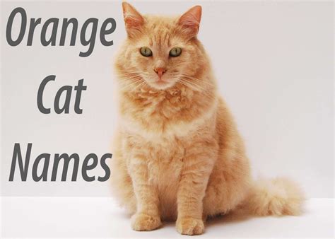 Ginger Kittens Names Male