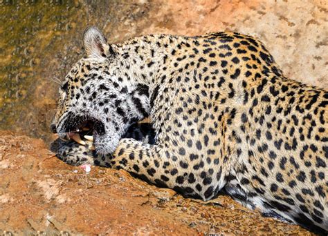 Jaguar Animal Hunting Eating Its Prey Jaguar Sitting On Rock Tiger