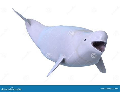 3d Rendering Beluga White Whale On White Royalty Free Stock Image