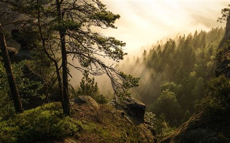 Wallpaper Saxon Switzerland National Park Trees Sun Rays