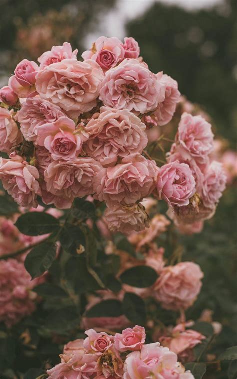 Pink Roses Aesthetic Wallpapers Wallpaper Cave