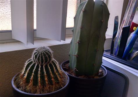 Learn more about prickly pear cactus uses, effectiveness, possible side effects, interactions, dosage, user ratings and products that prickly pear cactus might lower blood sugar levels and cholesterol levels by decreasing the absorption of sugar and cholesterol in the stomach and intestine. Nopales | Office plants, Plants, Cactus plants