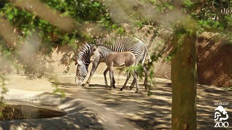 Zebra Foal Debuts At Los Angeles Zoo Youtube