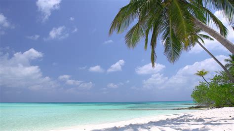 Tropical Pristine Beach With Coconut Palm And Turquoise Water Stock
