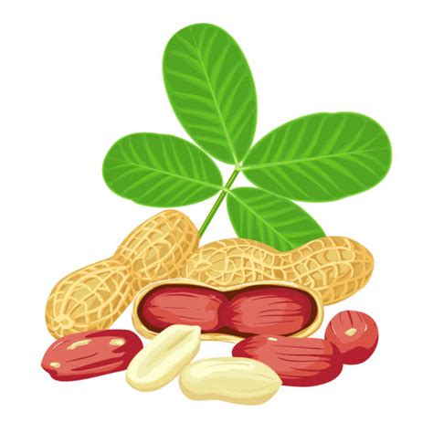30 Shelled Peanuts Illustrations Royalty Free Vector Graphics And Clip