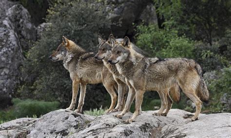 European Wolf Rewilding The Changing Nature Project