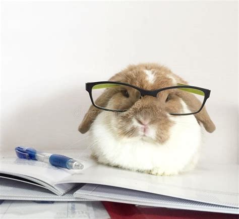 Intellectual Nerd Cute Rabbit Study Accounts Paperwork Stock Photo