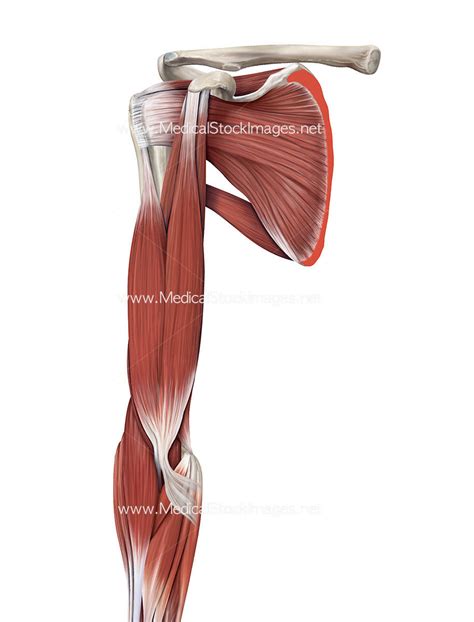 Muscles Of The Shoulder And Arm Anterior View Medical Stock Images